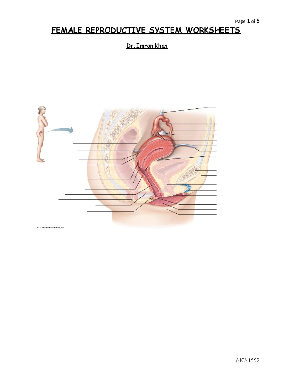 MALE Reproductive System Labeling Worksheets - ANAT 1552 - MALE ...