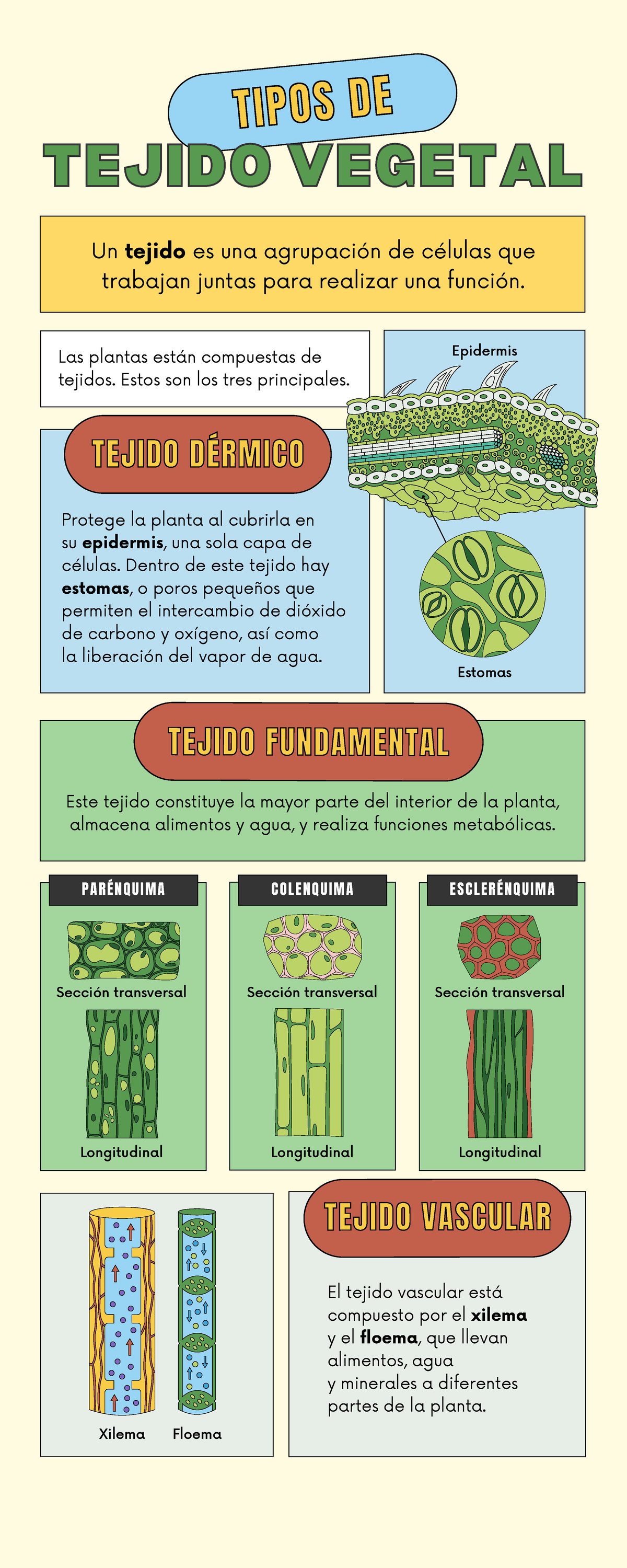 Tipos De Tejidos Vegetales Caractersticas Y Funciones 900x600