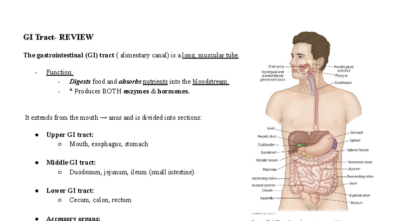 GI REVIEW: Digestive Disorders Overview and Key Concepts - Studocu