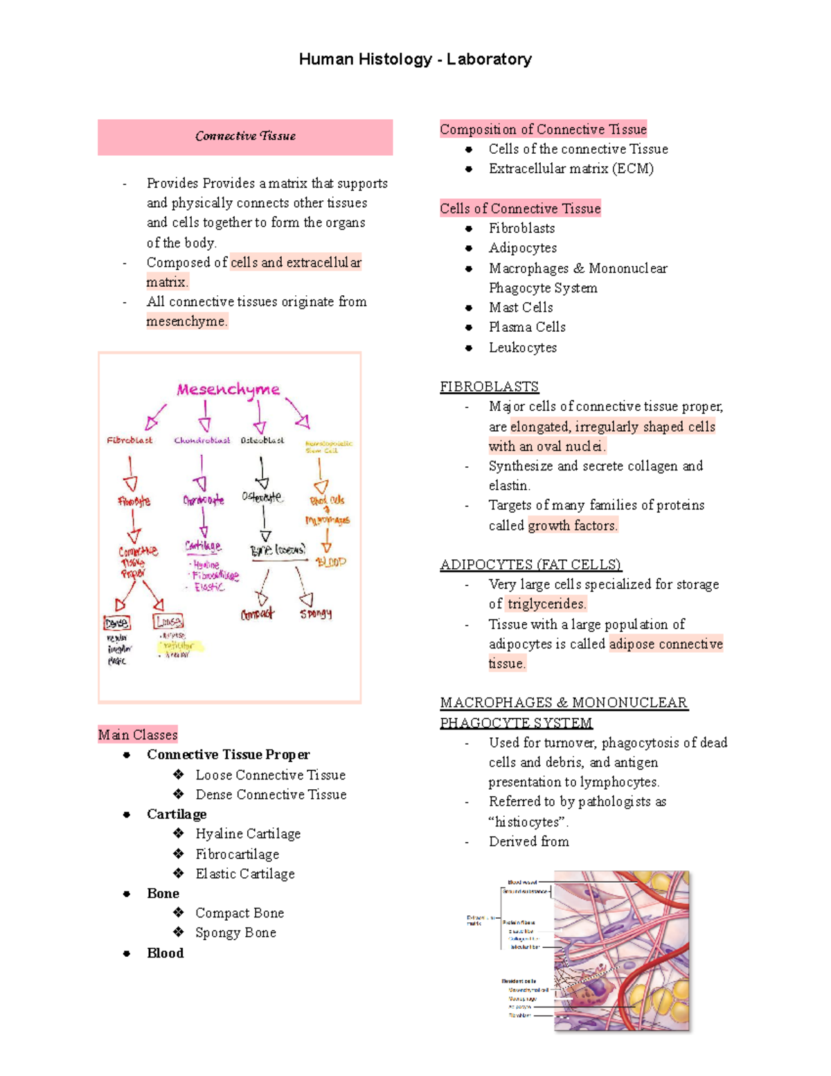 Connective Tissues - Connective Tissue Provides Provides a matrix that ...