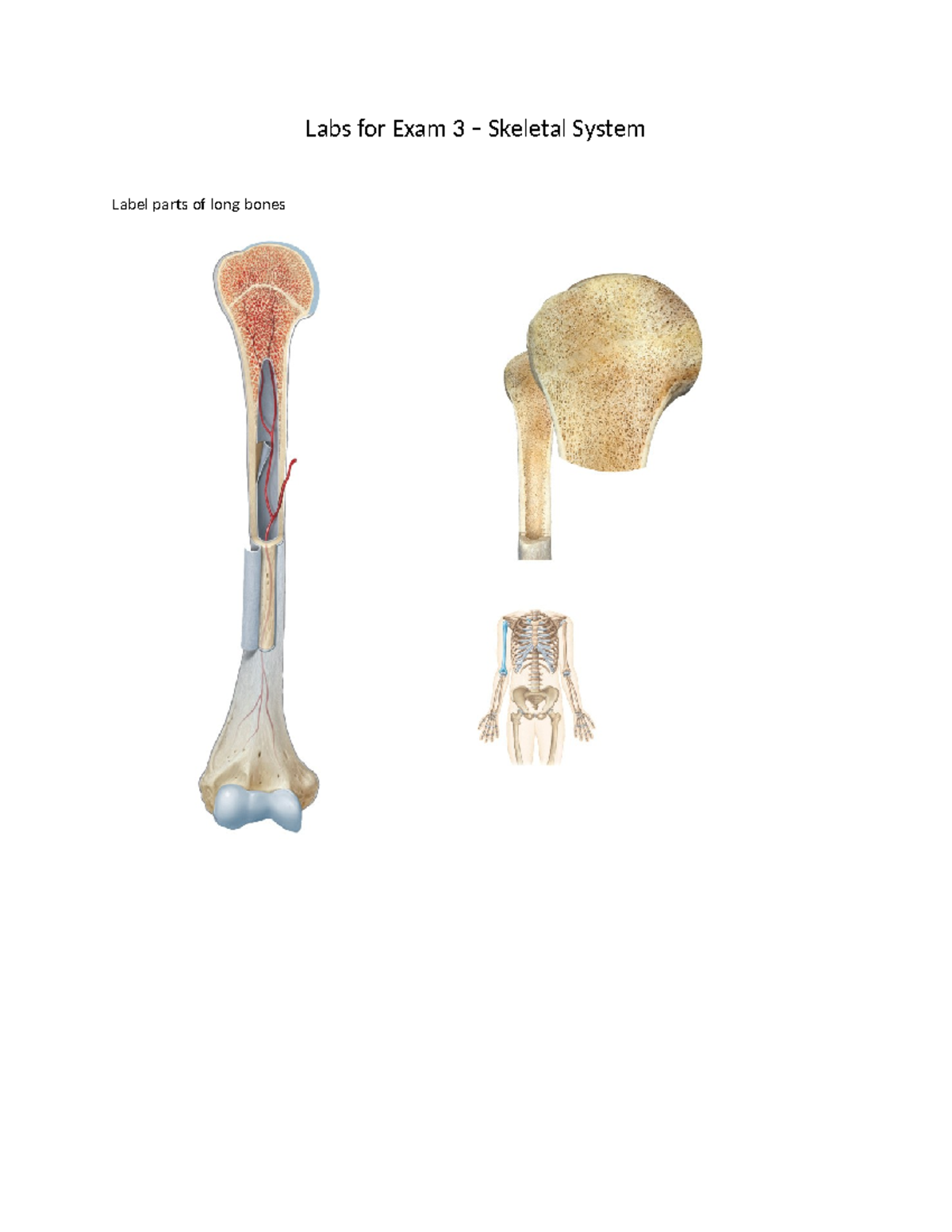Lab 3 - Bones - Labs for Exam 3 – Skeletal System Label parts of long ...