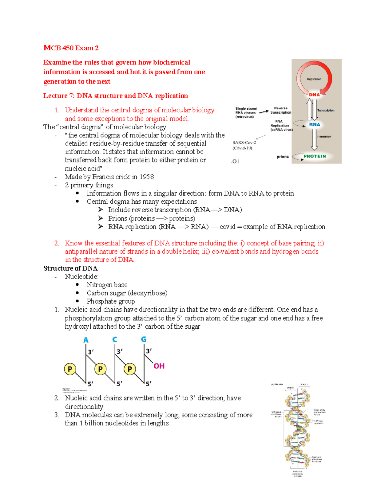MCB 450 Exam 2 - DNA Structure, Replication, and Repair Concepts - Studocu
