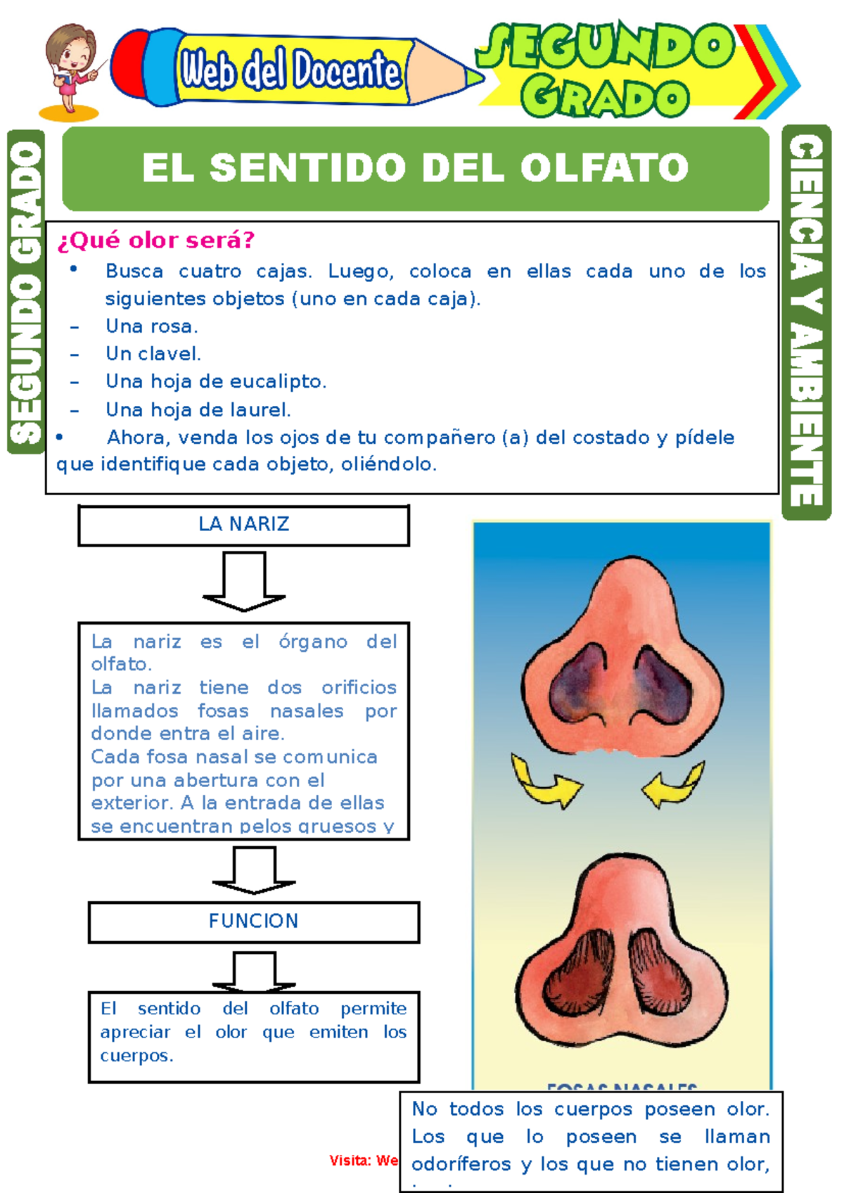 Sentido-del-Olfato-para-Segundo-Grado-de-Primaria - Ciencia y Ambiente ...
