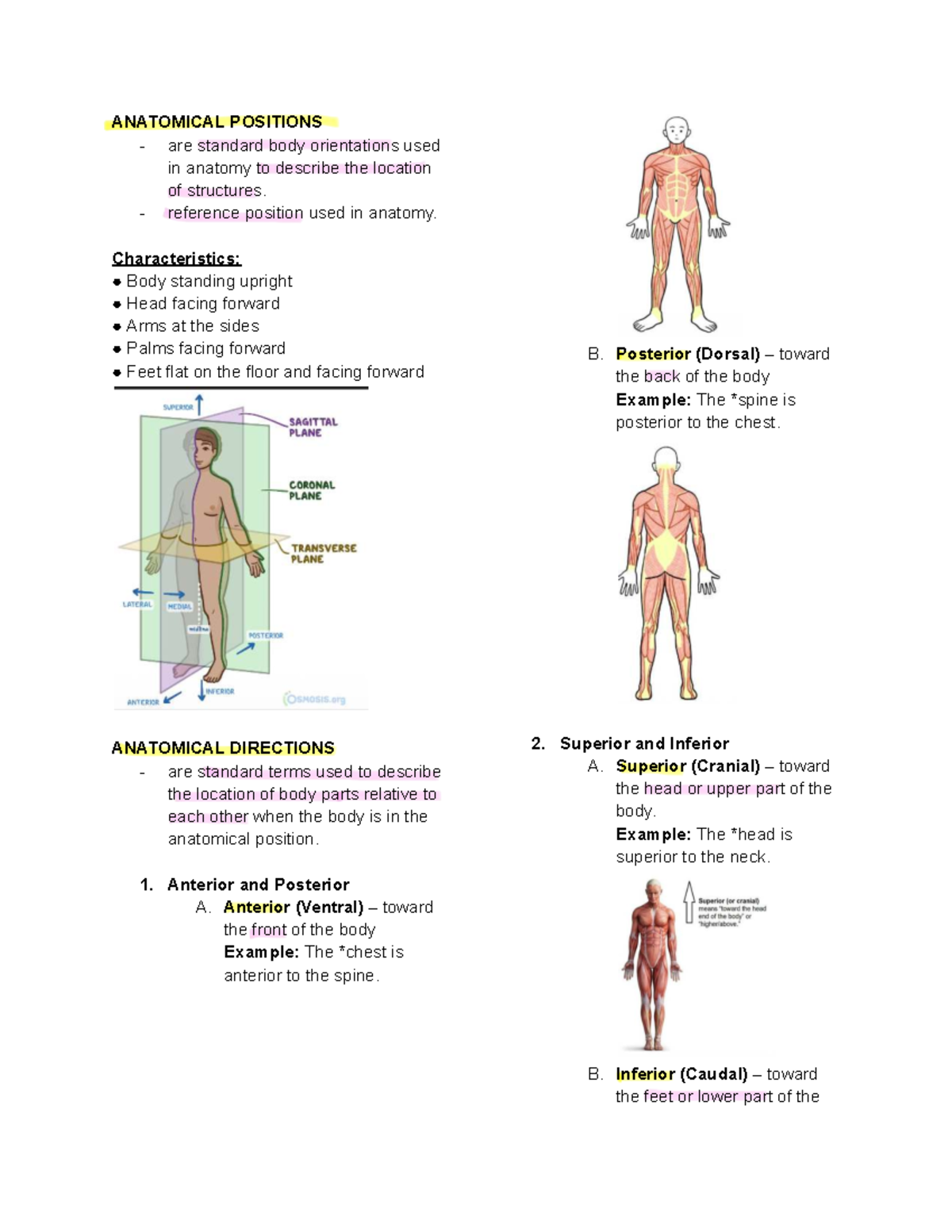 ANATOMICAL POSITIONS & MUSCLE CLASSIFICATION: A Study Guide - Studocu