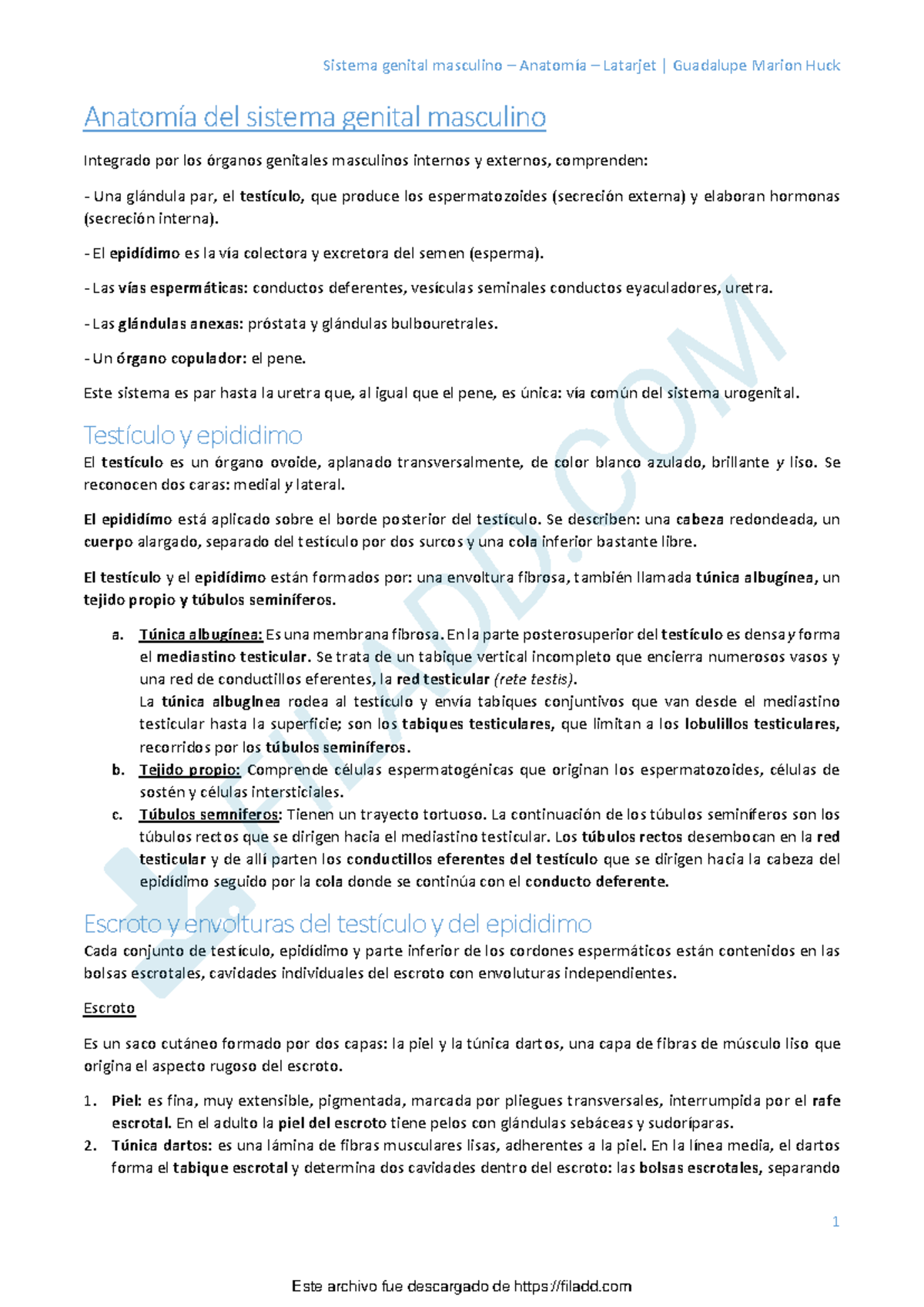 Sistema Genital Masculino Latarjet - Document Preview
