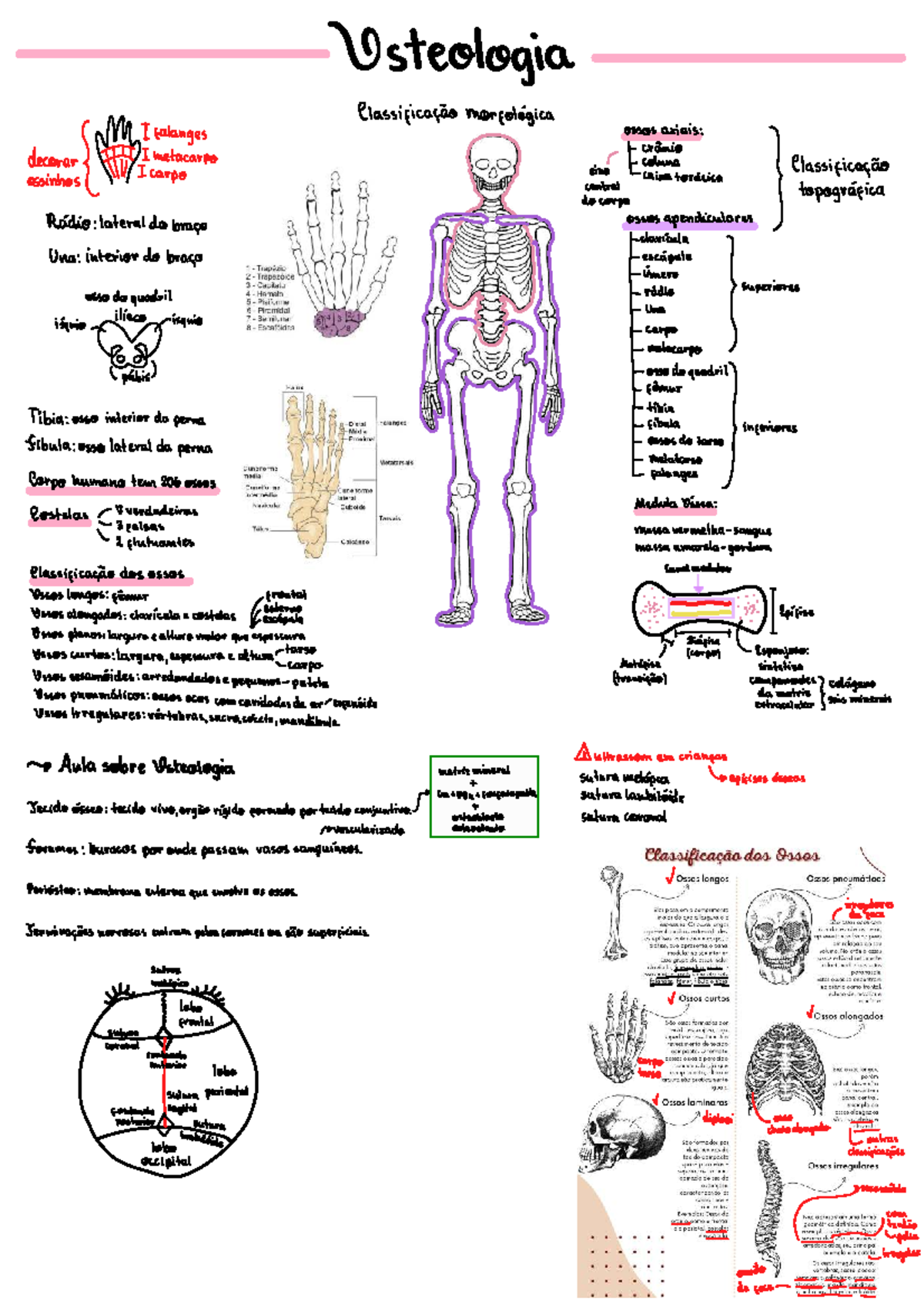 Osteologia: Classificação Morfológica dos Ossos e Estruturas Ósseas ...