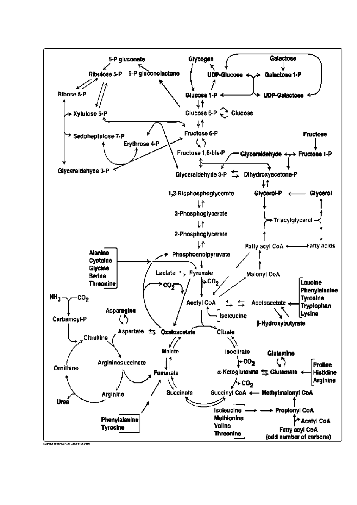 Metabolic Pathways Overview: Key Compounds and Intermediates - Studocu