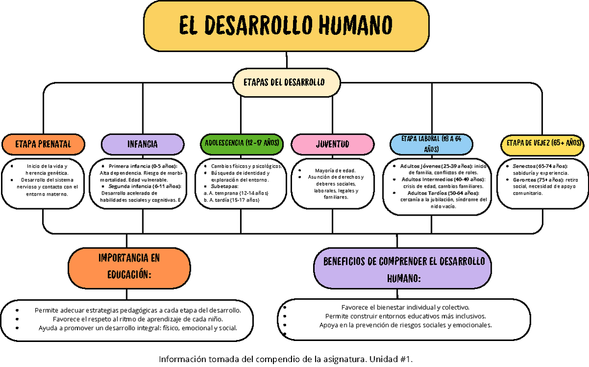 Mapa Conceptual Etapas Del Desarrollo Humano