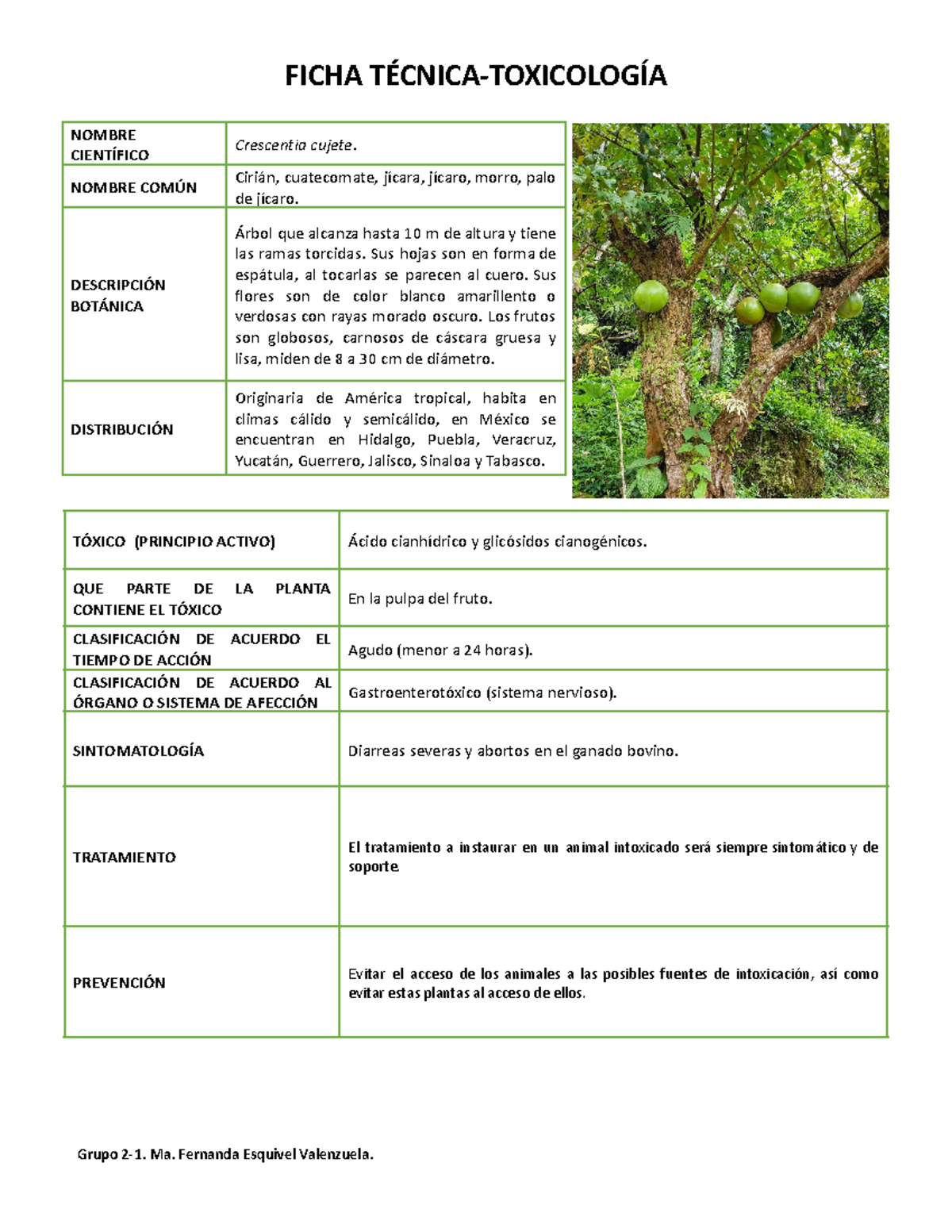 Ficha Técnica sobre Plantas Tóxicas: Crescentia cujete y sus Efectos - Document Preview