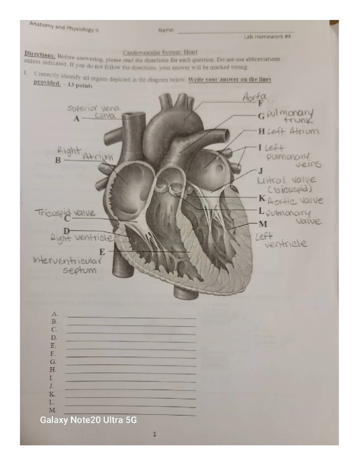 BIO12AP2 - Cardiovascular Lab Homework on Blood Elements and ...