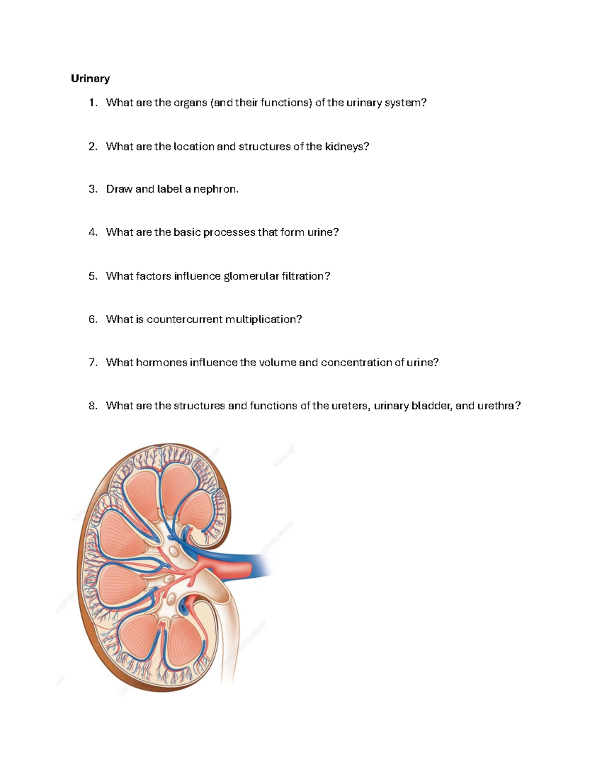 Urinary System Anatomy & Functions: Key Concepts Overview (BIO 101 ...