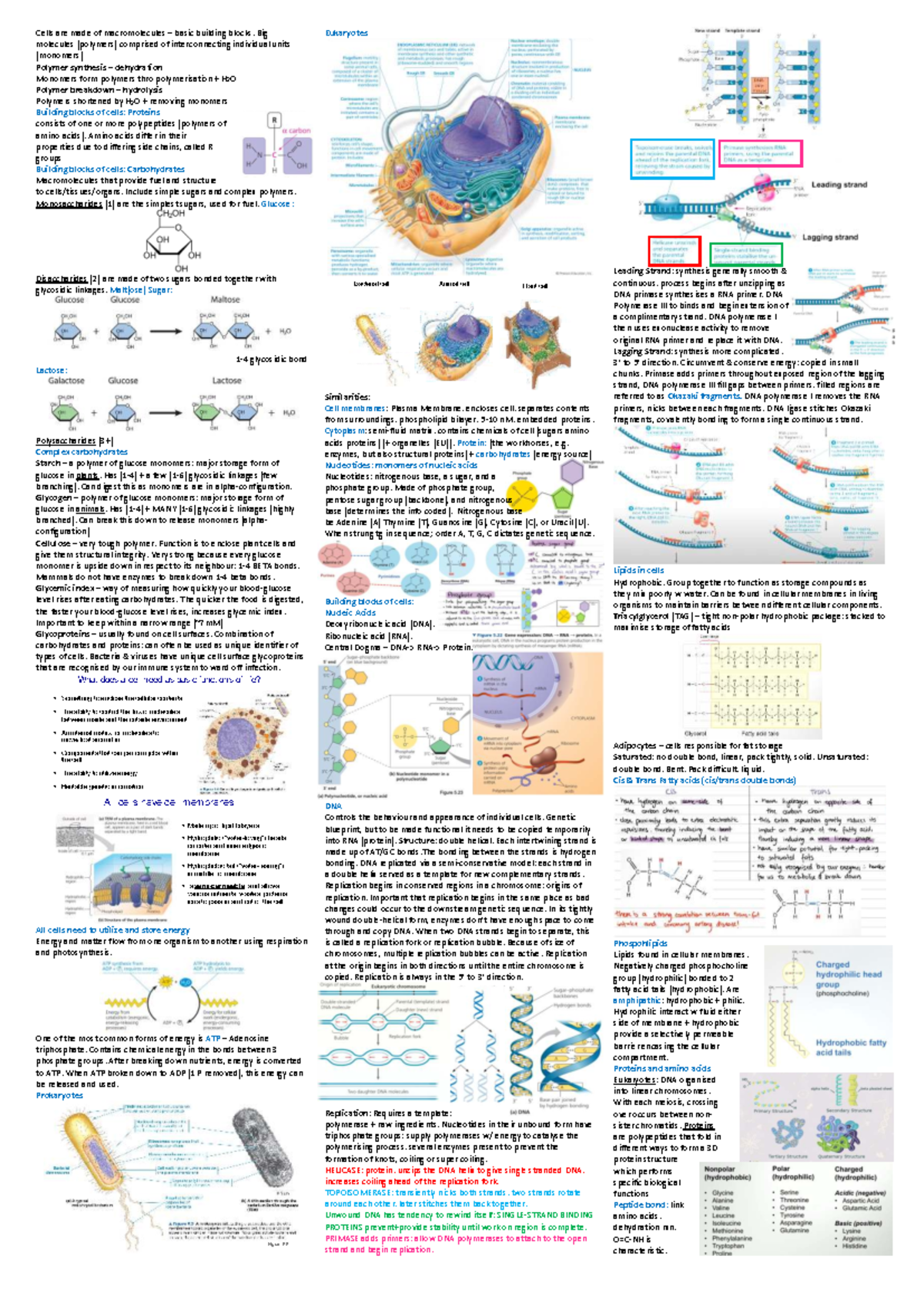 Biol 101: Week 1-4 Lecture Notes & Revision Cheat Sheet - Studocu