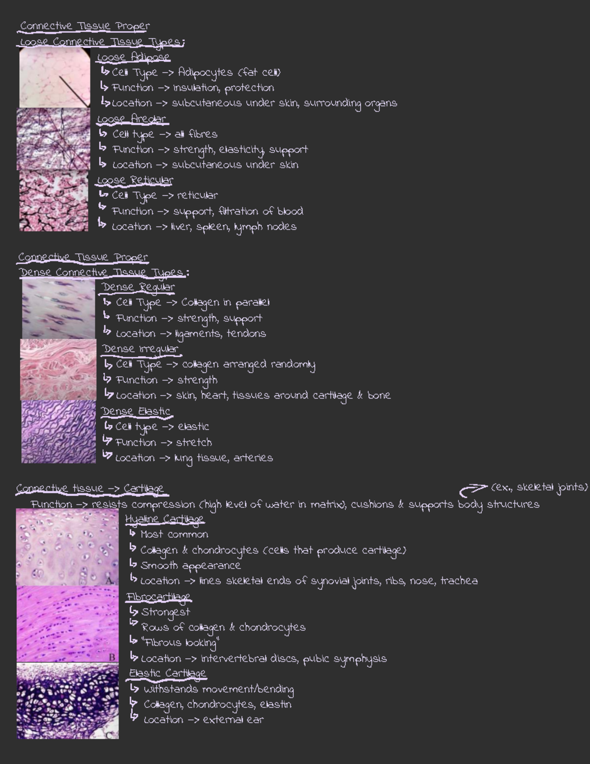 HH KINE 1101 A - Connective Tissue Types and Functions Overview - Studocu
