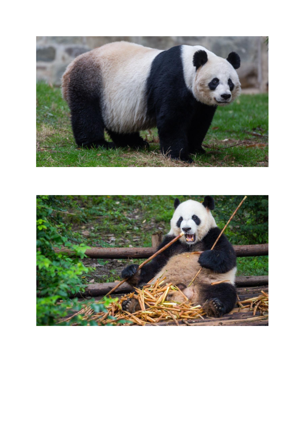 Panda - N RUSSIA A KAZAKHSTAN MONGOLIA NORTH KOREA KYRGYZSTAN BEIJING ...