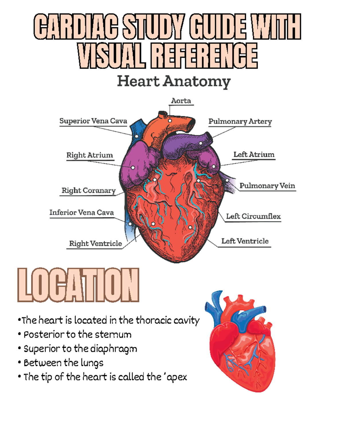 Cardiac Study Guide: Comprehensive Overview & Visual Reference - Studocu