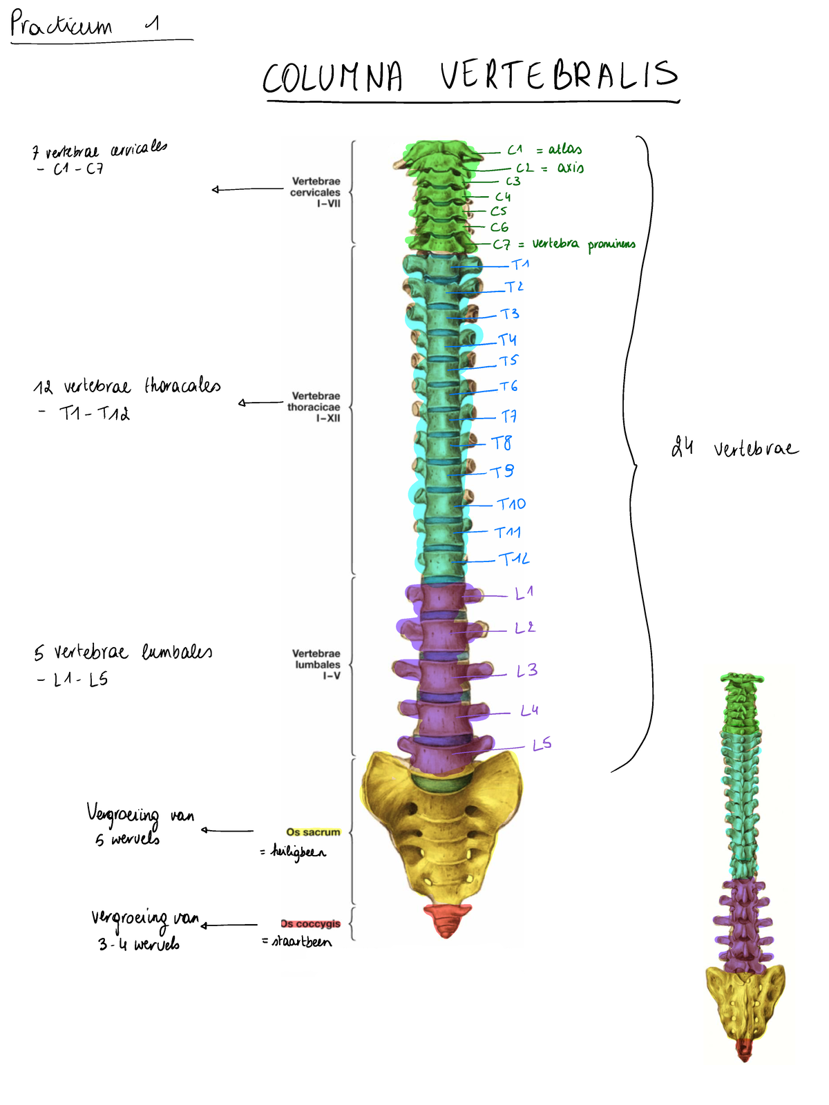 practicum-1-anatomie-van-de-columna-vertebralis-en-viscerocranium