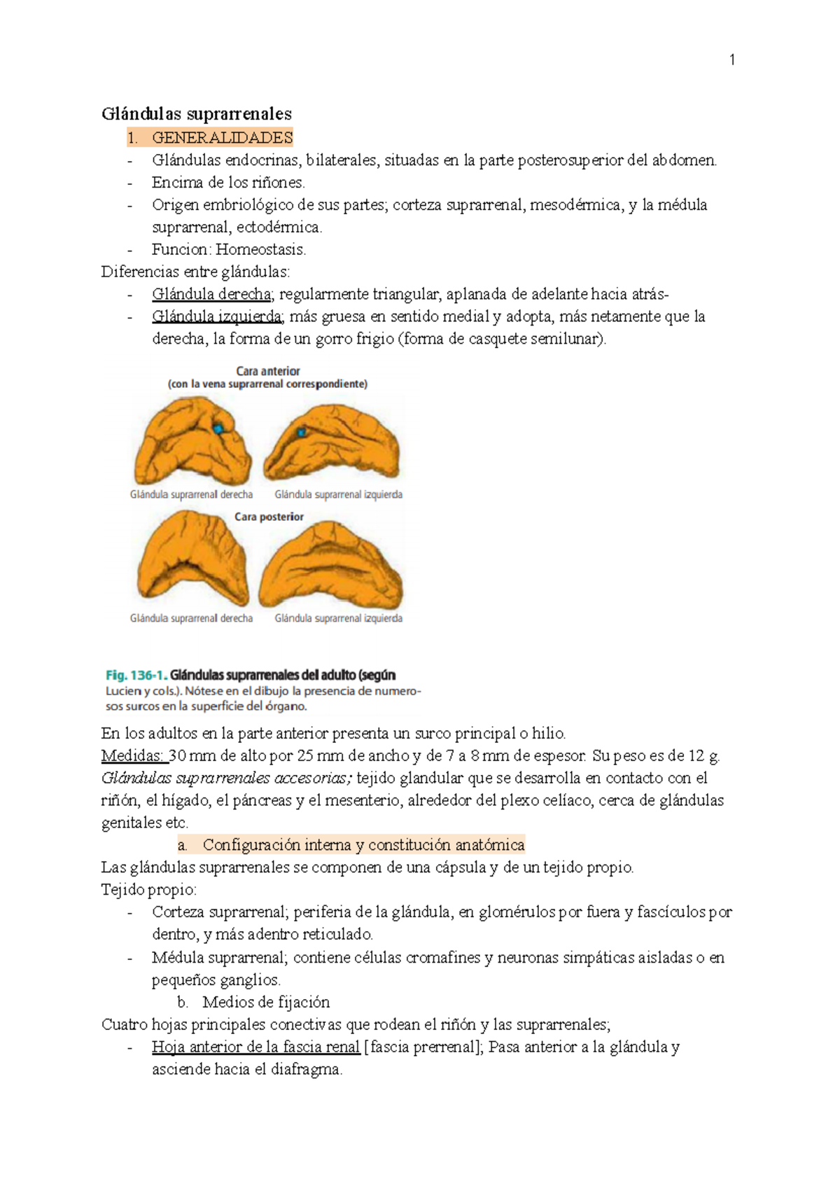 Anatomía y Función de las Glándulas Suprarrenales - 136 - Document Preview