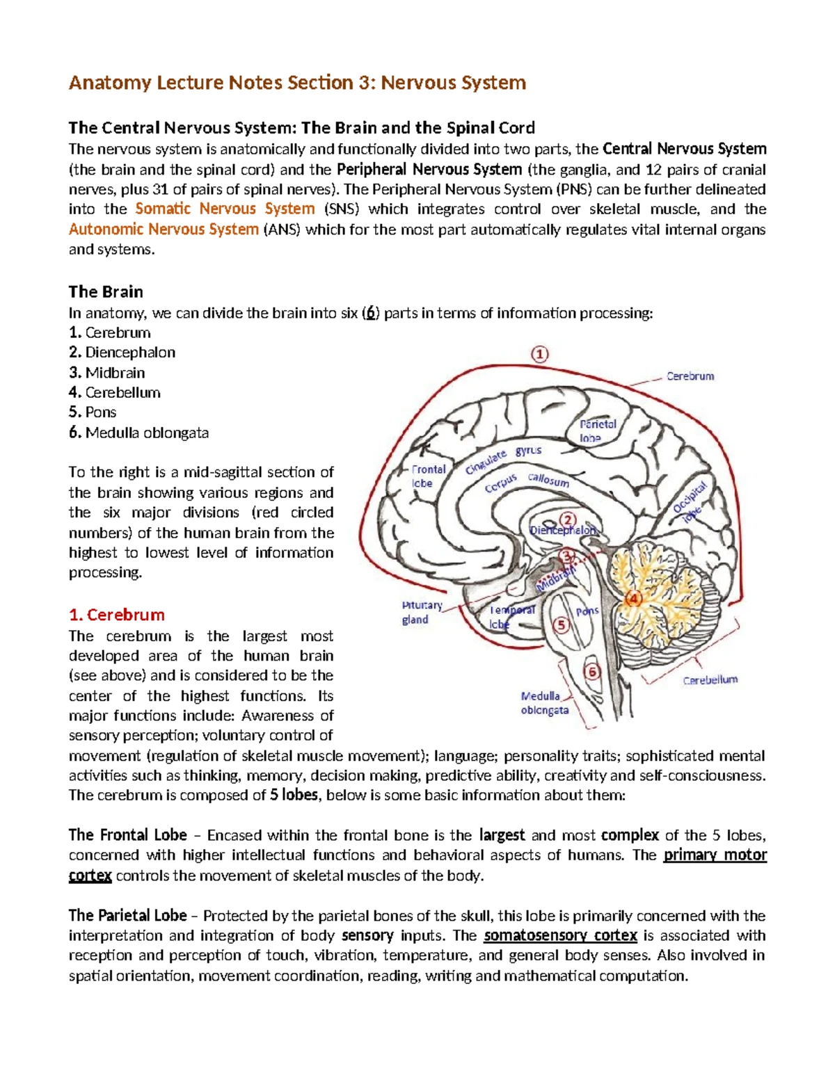 ZOO 203 Lecture Notes: Nervous System Overview and Functions - Studocu