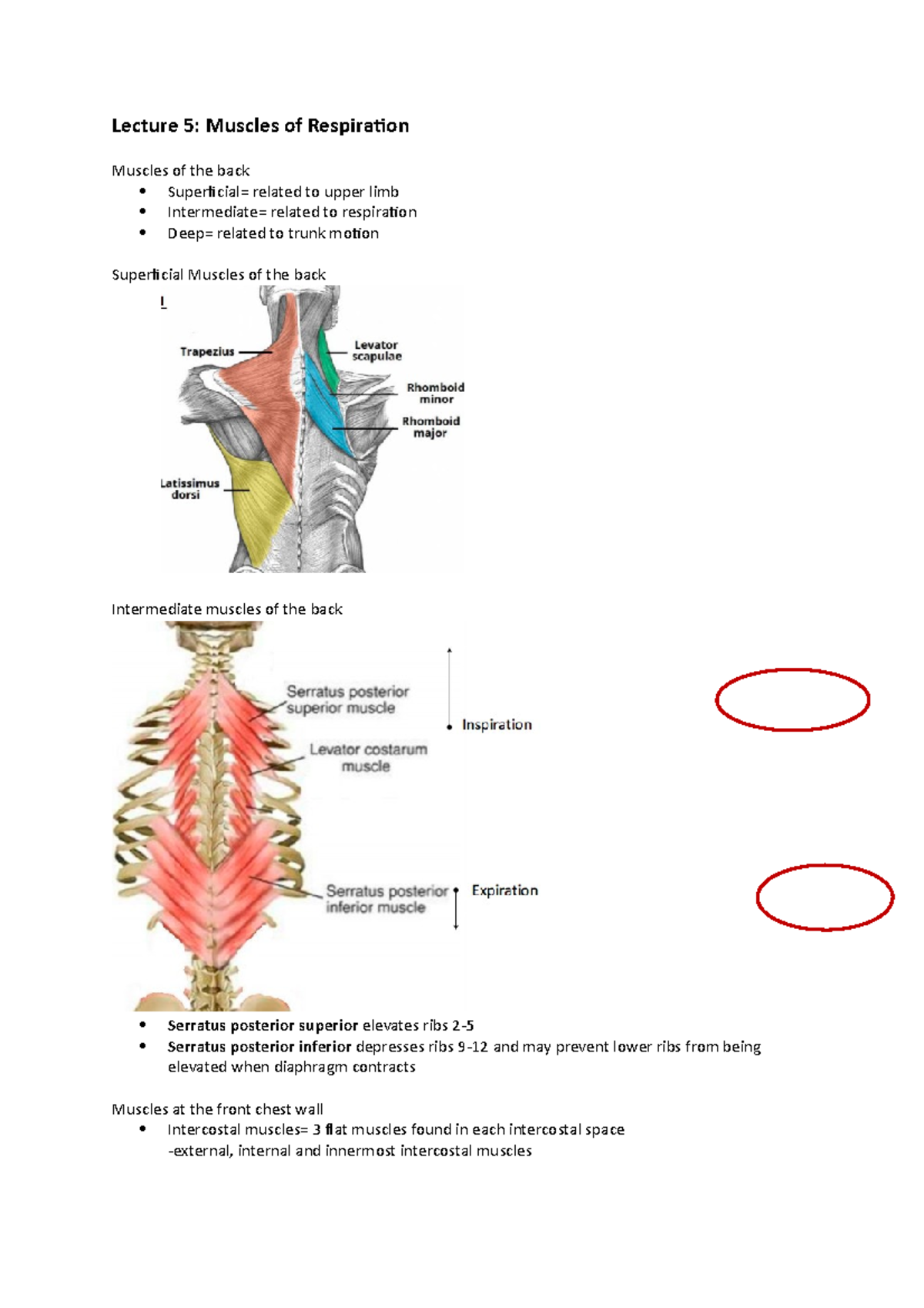Muscles of resp - Lecture 5: Muscles of Respiration Muscles of the back ...