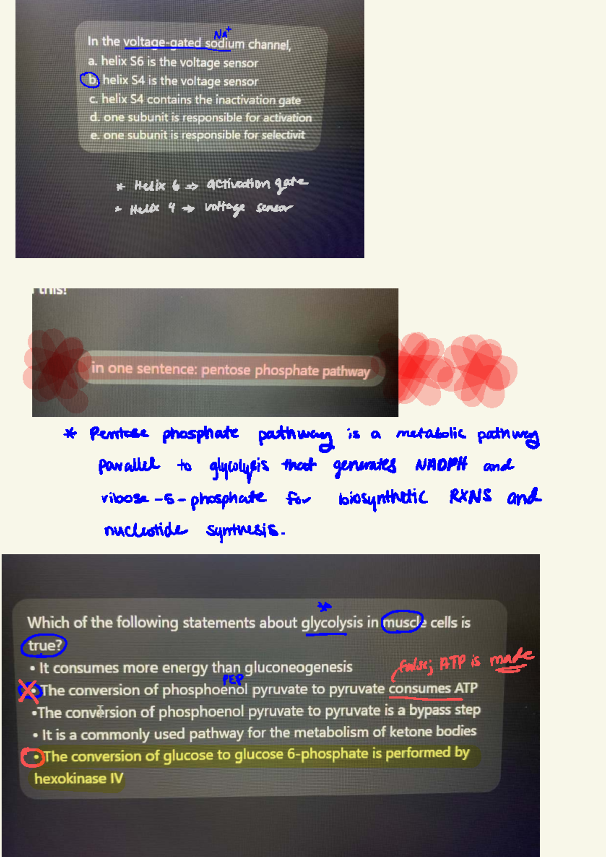 Exam Questions - BIO 101 First Midterm Practice Guide - Studocu