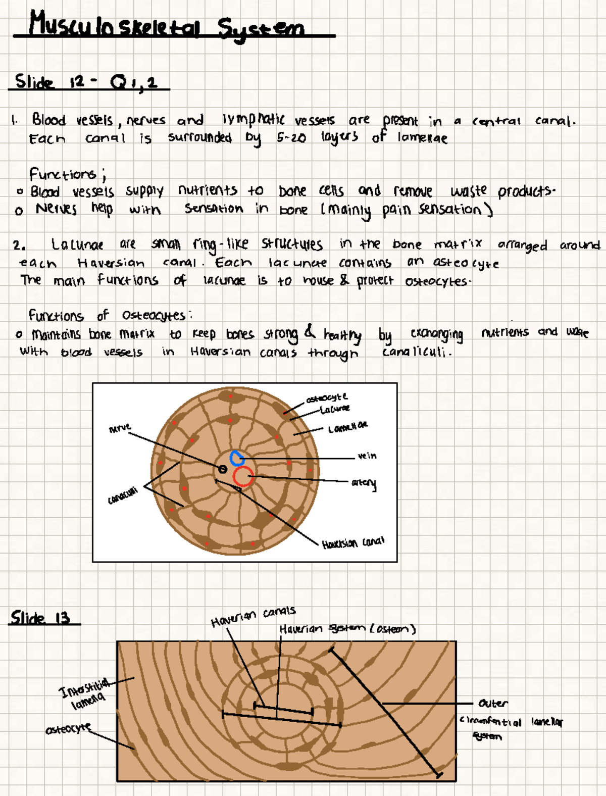 Bone Prac - Blood Vessels, Nerves, and Haversian System Overview - Studocu