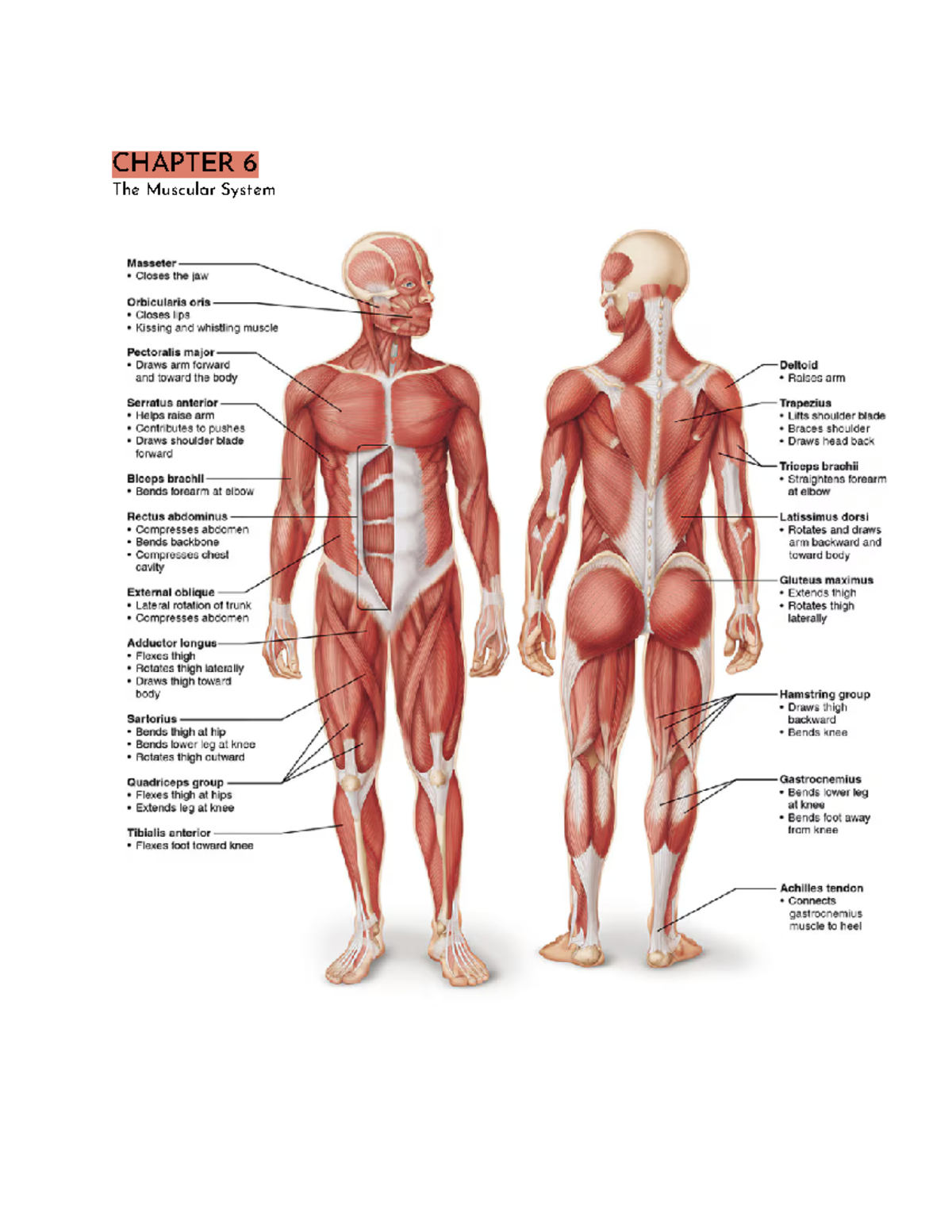 BIO 101 Lecture Notes: Understanding the Muscular System - Studocu