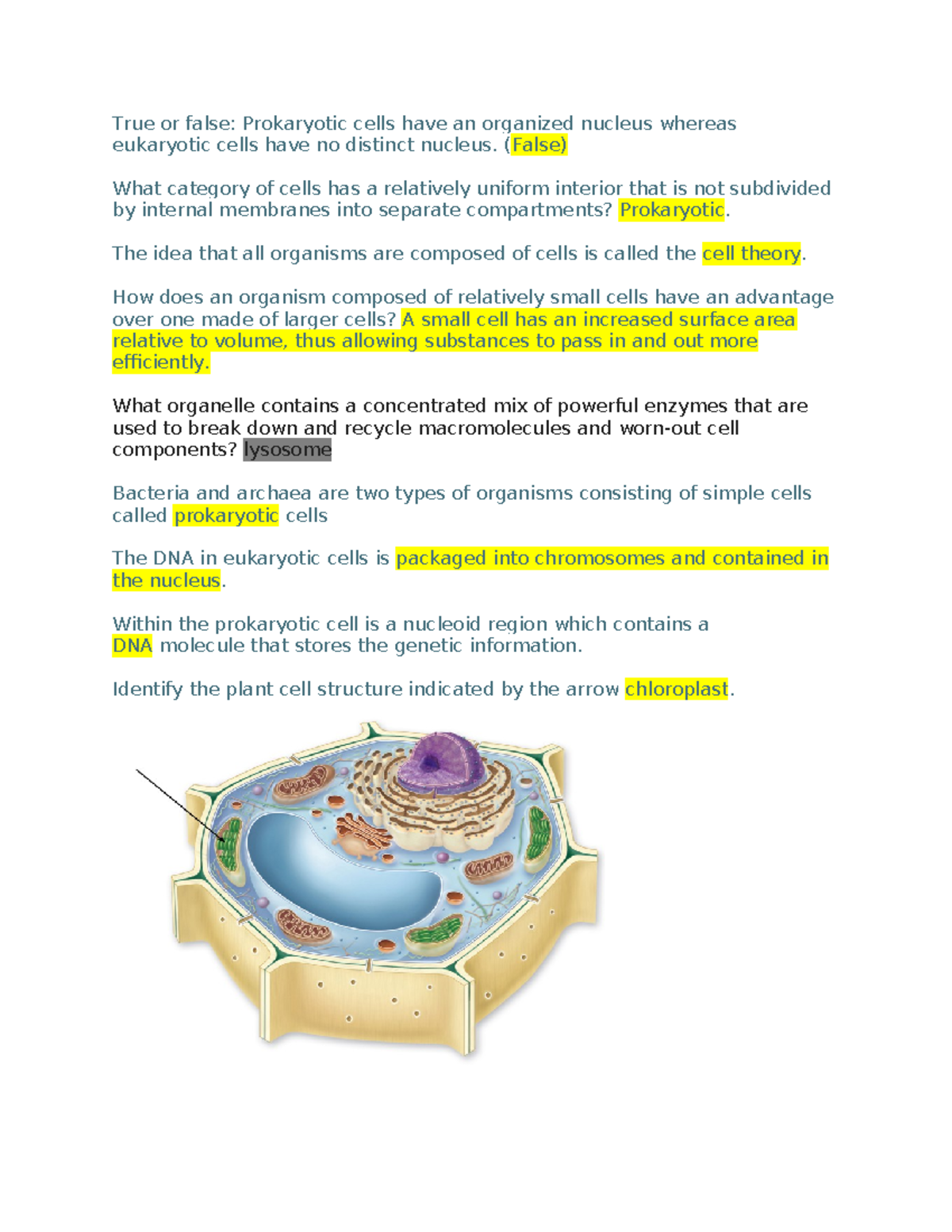 Chapter 4 Assignment: Exploring Cell Structures and Functions - Studocu
