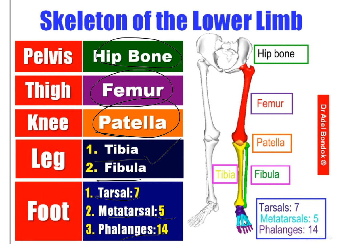 Lower Limb Anatomy Overview: Bones & Joints - Dr. Adel Bondok - Studocu