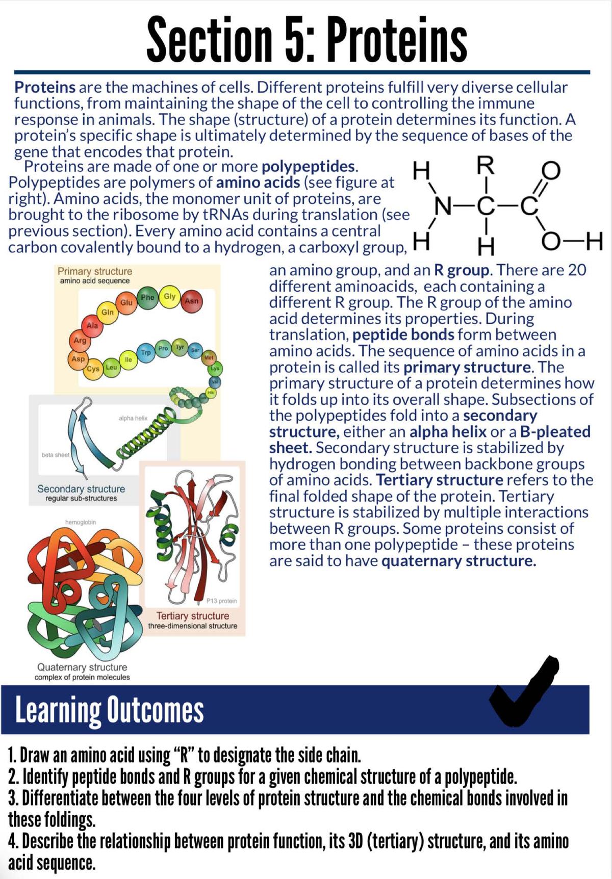 Protein Structure And Function Lecture Notes