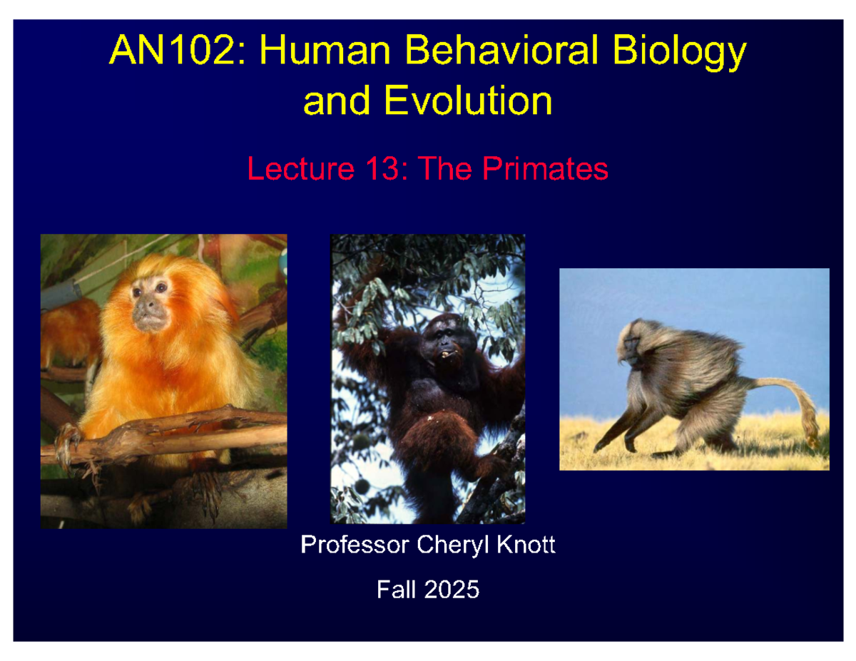 AN102: Human Behavioral Biology & Evolution - Lecture 13: Primates ...