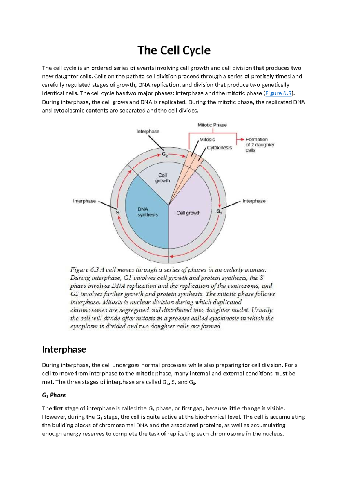 The Cell Cycle - Overview and Key Stages Notes - Studocu