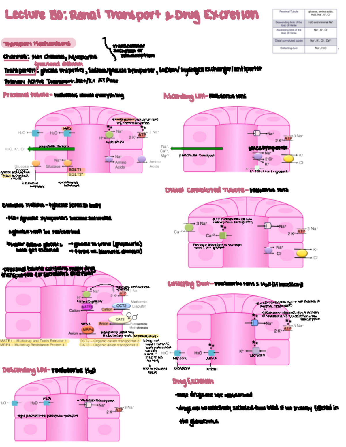 lecture 50 renal system summary notes - Lecture 50 : Renal Transport ...