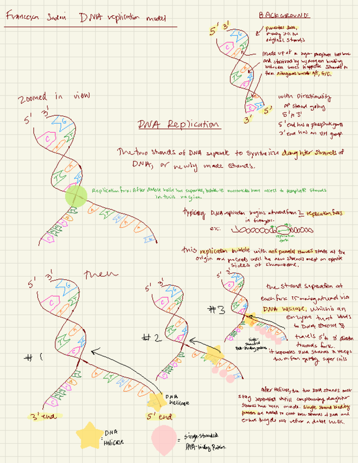 DNA Replication Model 2 - Francesca Sadin DNAreplication model ...
