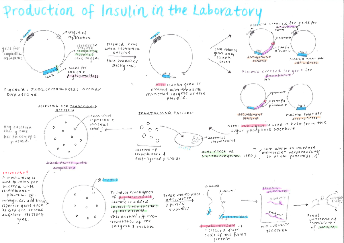 Insulin Production Poster: ALPHA S7 Recombinant Plasmid Study - Studocu