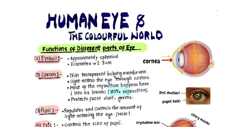 Human Eye & Colourful World: Functions and Defects (CBSE) - Studocu