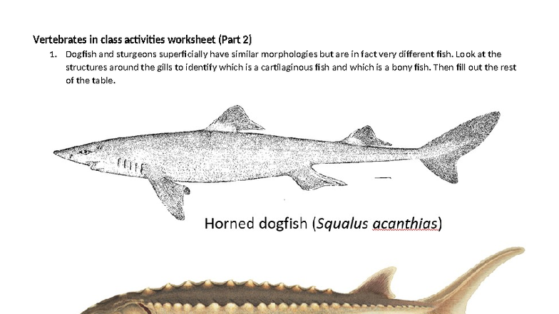 Vertebrates Class Activities Worksheet (Part 2) - Studocu