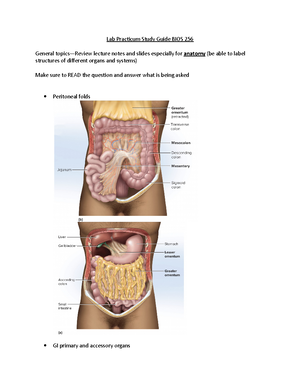 洋書 The Gastrointestinal System The Gastrointestinal System: Gastrointestinal, Nutritional