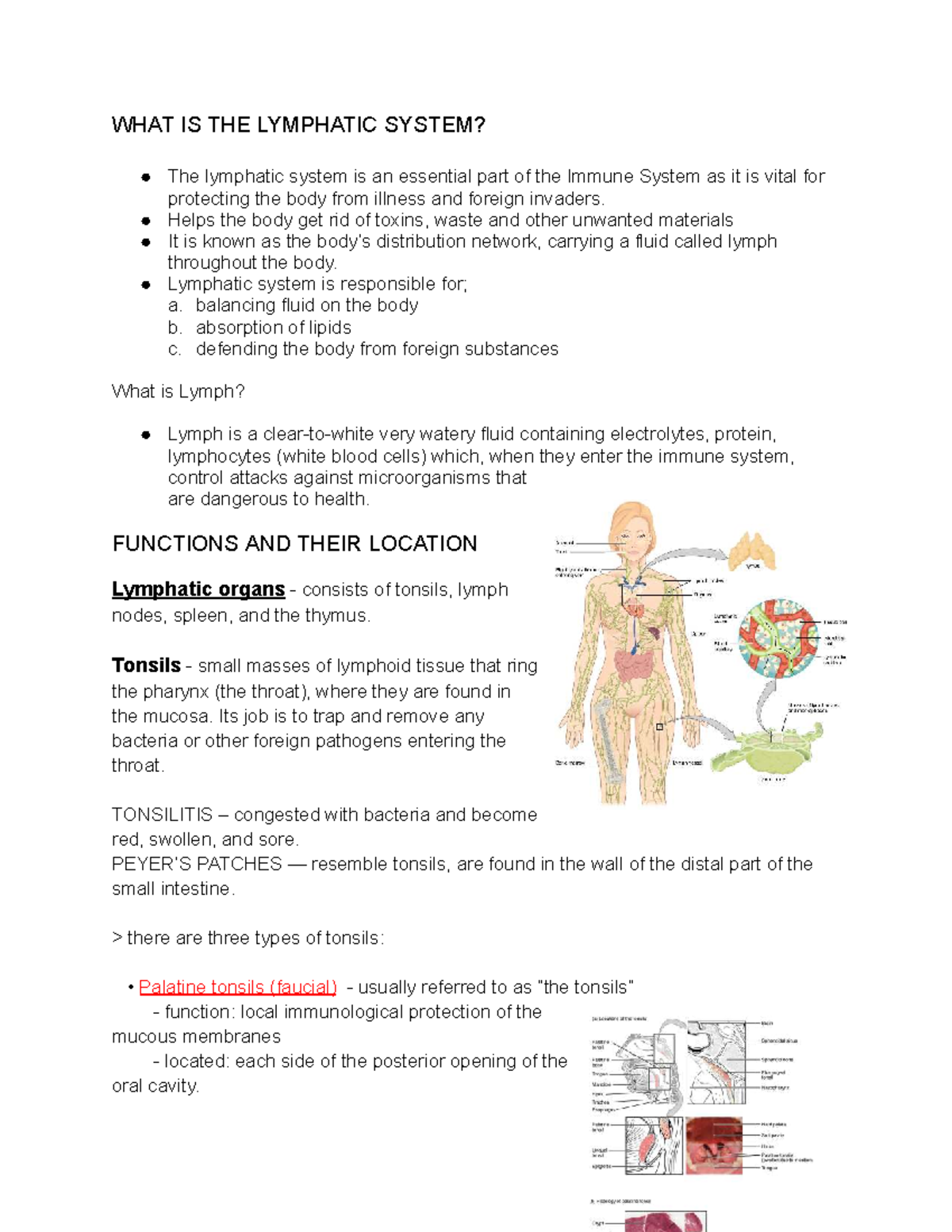 Lymphatic System: Anatomy & Physiology Overview - Studocu