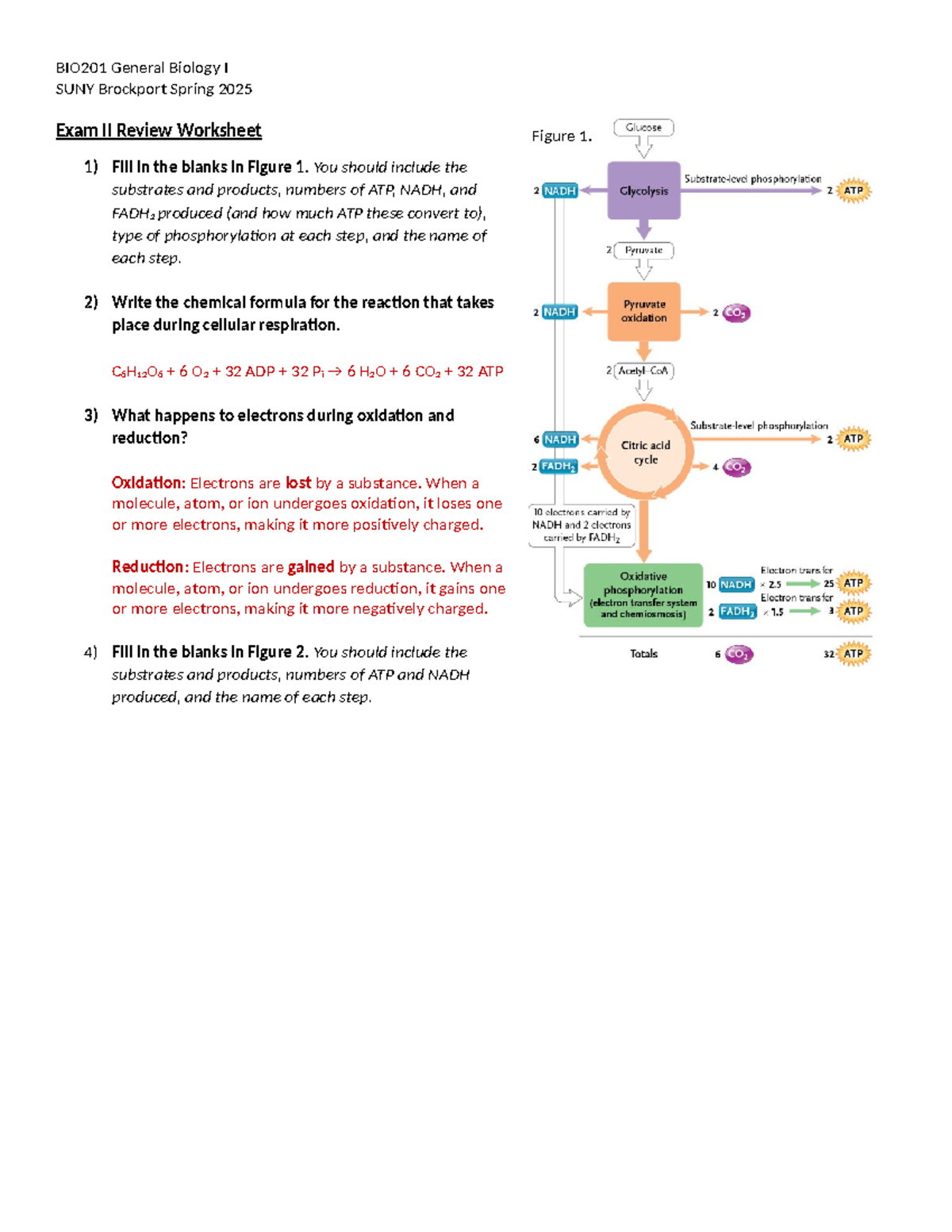 BIO201 General Biology I - Exam II Review and Study Guide - Studocu