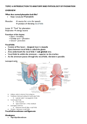 SPH 121 - Lecture 5 & 6: Anatomy of the Auditory System - SPH 121 ...