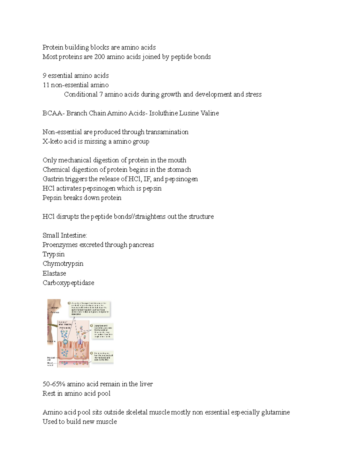 Nutrition Exam 3 - Comprehensive Study Notes on Proteins & Vitamins ...
