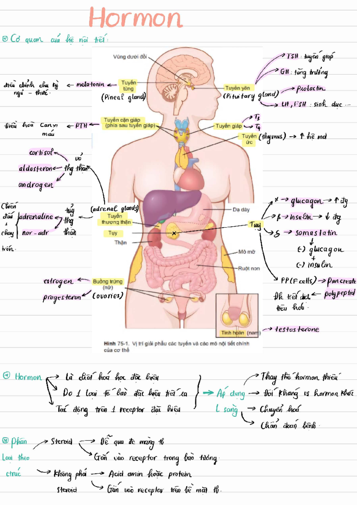 Hormones and Their Functions: A Study Guide for 250401 190700 - Studocu