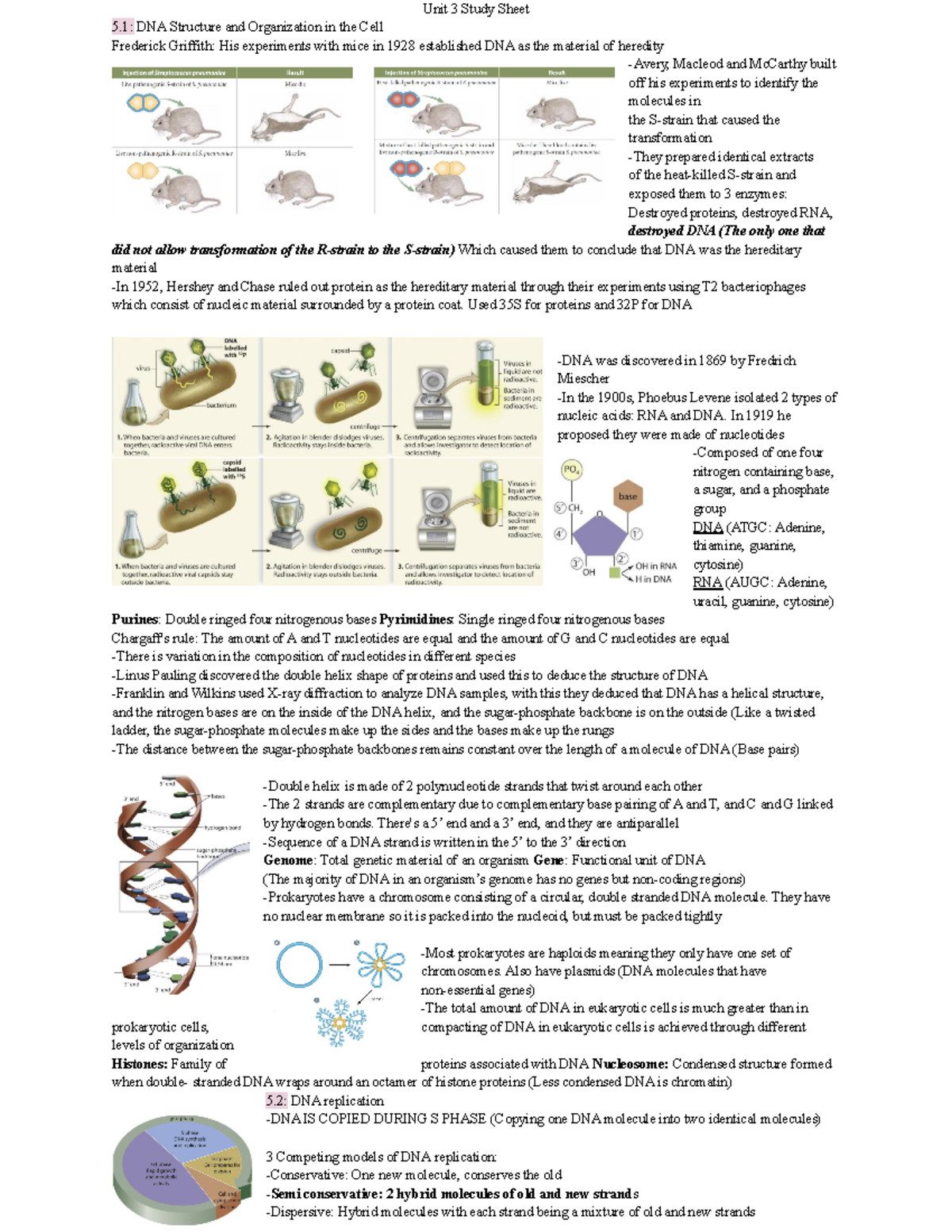 Unit 3 Study Sheet: DNA Structure, Replication, and Gene Expression ...