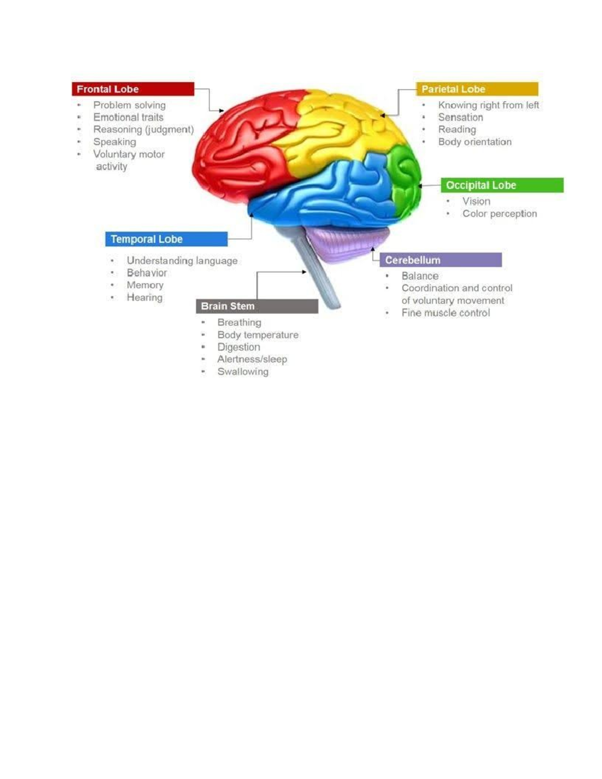 Power of mind - notes - personal development - Frontal Lobe Parietal ...