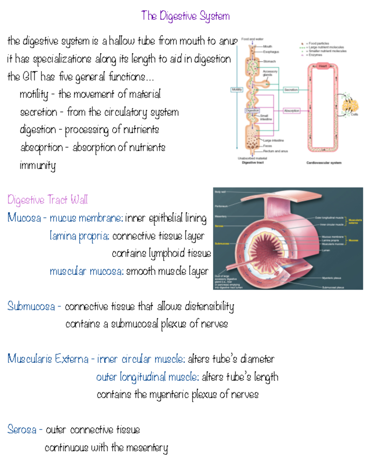 Digestive System Overview and Functions - BIOL 101 Lecture Notes - Studocu