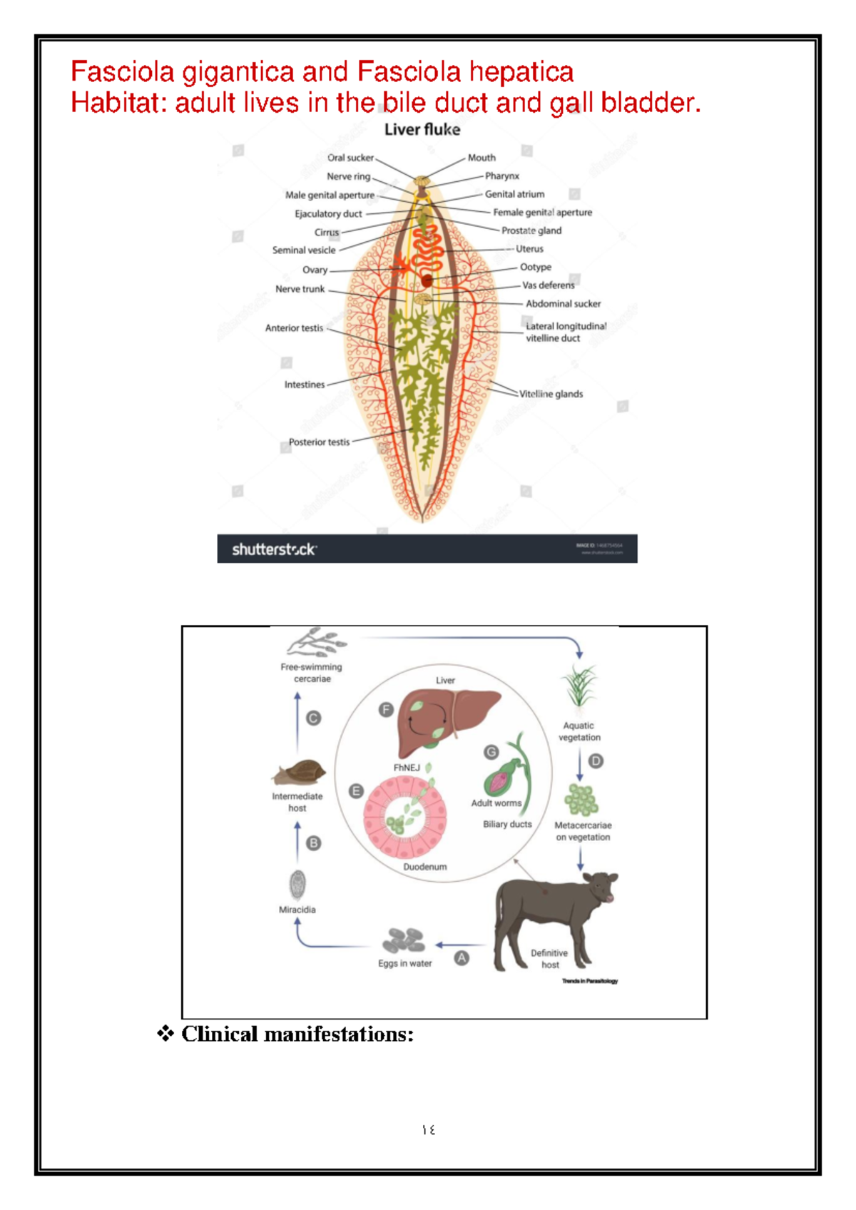 Fasciola Gigantica Fascioliasis In Nepal | PPT