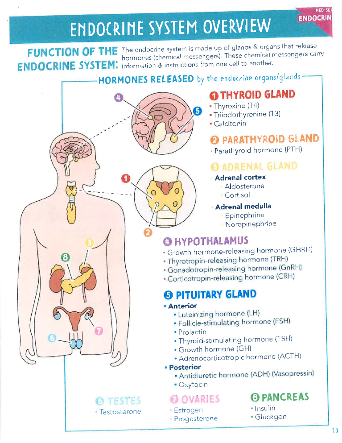 ENDO 101: Comprehensive Guide to the Endocrine System and Hormones ...