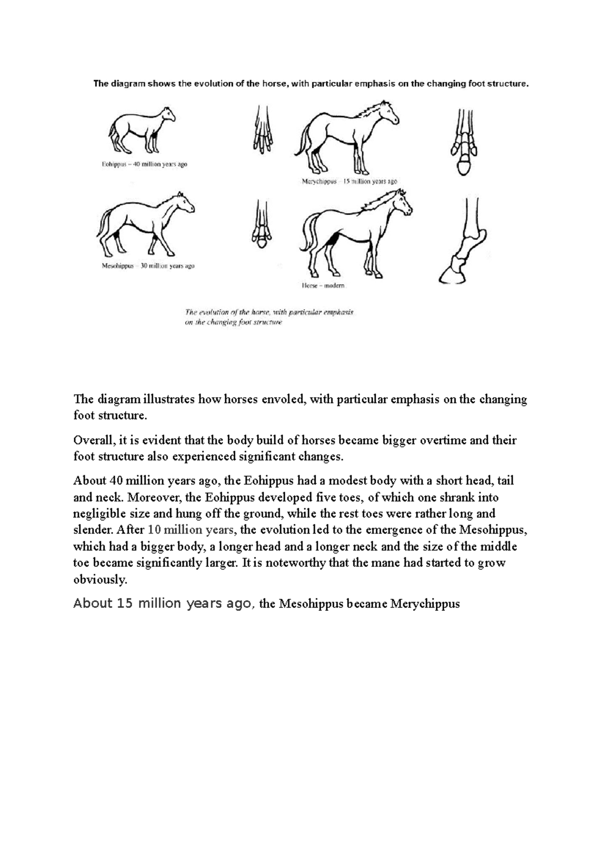 Horse Evolution: Changes in Body and Foot Structure - Task 1 - Studocu
