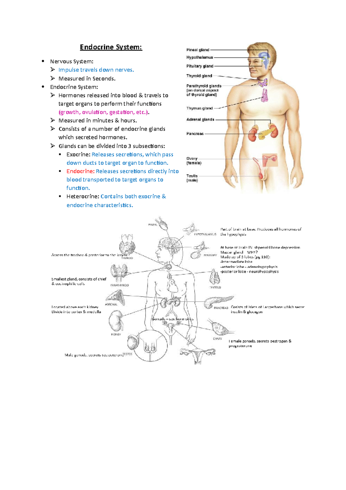 Endocrine System Organs And Functions
