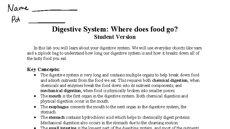 Understanding Your Digestive System: A Hands-On Lab Activity - Studocu